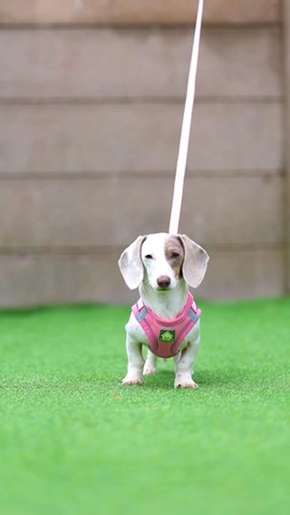 Miniature Dachshund in Liverpool