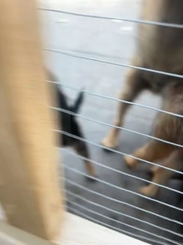 KC Border Terrier pups in Staffordshire