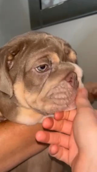 Beautiful English Bulldogs in Kent