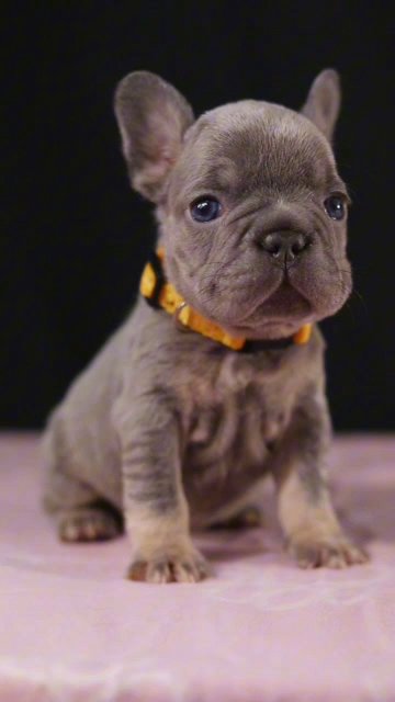 REAL MICRO FRENCHIE in Birmingham