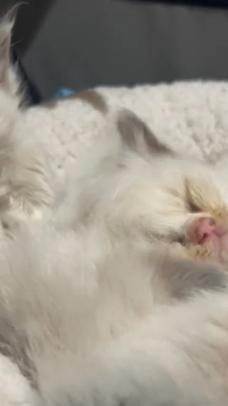 Exceptional TICA Registered Kittens Only 2 Left in Hertfordshire