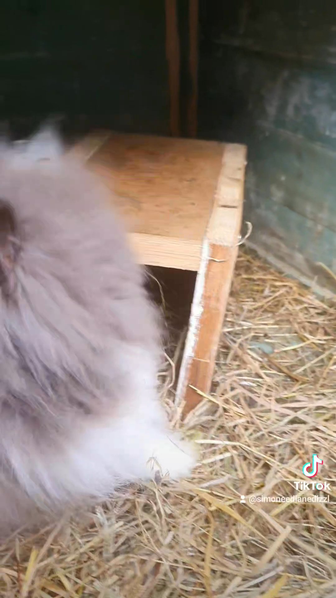 last of litter 1 purebred lionhead female left in South Buckinghamshire