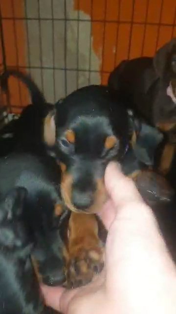 cute doberman puppies ready for home in Stockport