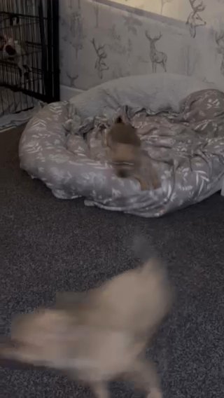 14 Week Old Pomchi in Salford