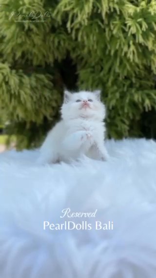 ALL RESERVED • GCCF RAGDOLL KITTENS!! PEARLDOLLS in Lincoln