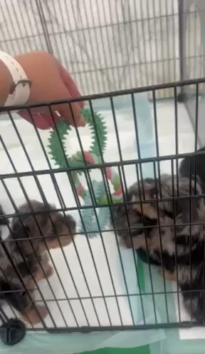 Yorkie Puppies in Thurrock