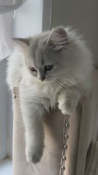 ?TWO STUNNING PERSIAN CHINCHILLA? ? KITTENS ARE READY TO LEAVE! ? in Burnley