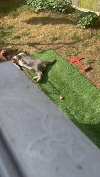 Blue Tri Olde English Bulldog Female in London