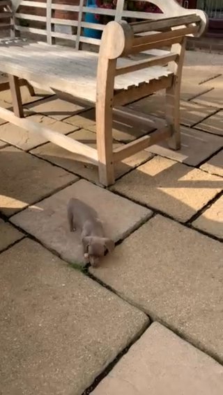 Mini Dachshund Puppies Kc Pra Clear Ready Now in South Holland