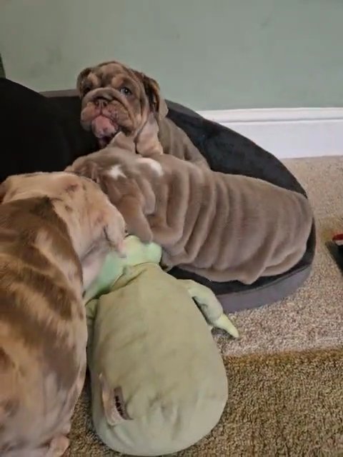 KC Registered English Bulldog in Newcastle upon Tyne