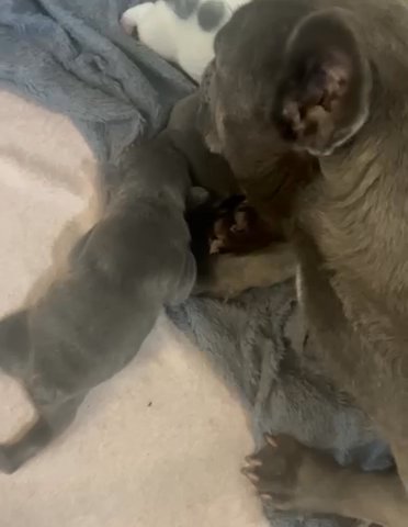 Beautiful Litter Of French Bulldogs in Birmingham