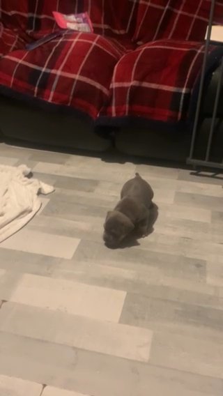 Reduced 1 Girl Pocket Bully in Thurrock