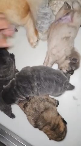 4 Chow Chow in London
