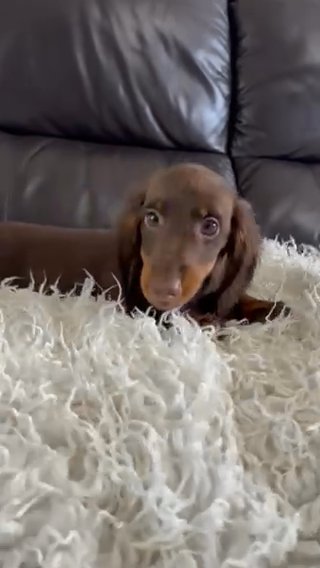Long Haired Miniature dachshund puppies KC reg in Wolverhampton
