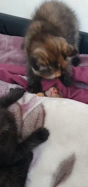BSH mix kittens in Manchester