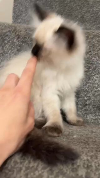Kittens Ragdoll in Nottingham