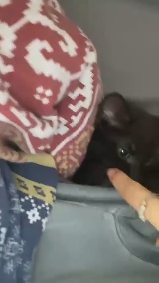 Kitten Needing Loving Home/ Comes With Kitten Stuff in Cardiff