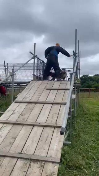 Belgian Malinois in Middlesbrough