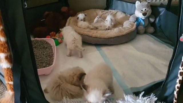 GCCF ragdolls. all rehomed ? in Bradford