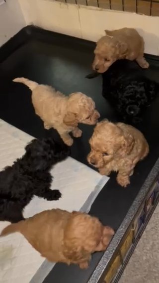 Fluffy F1b Teddy Bear Poochon Puppies in Wakefield