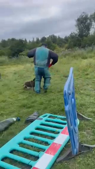 Belgian Malinois in Middlesbrough
