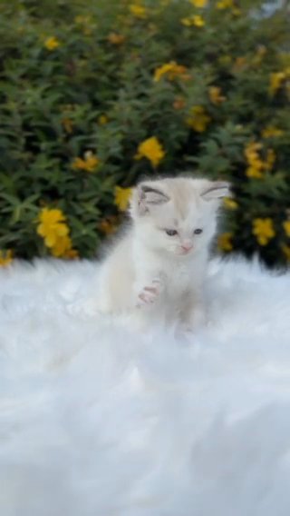 GCCF ⭐️ SEAL TABBY BICOLOUR GIRL • PEARLDOLLS GISELLE in Lincoln