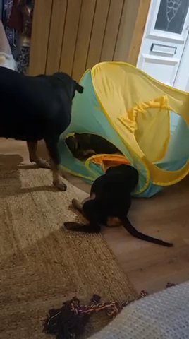 Rottweiler Puppy in Cardiff
