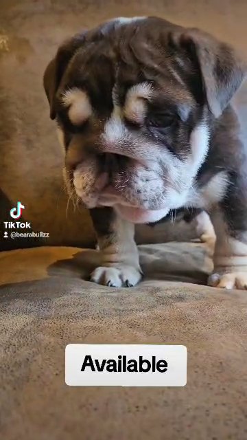english bulldog for sale in Cheshire East