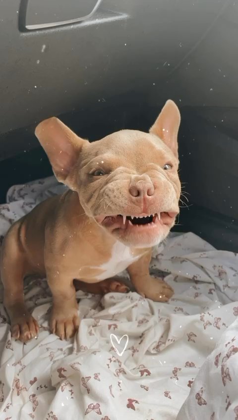 Champagne Pocket Bullys in Ramsgate