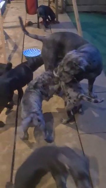 cane corso puppy in North West Leicestershire