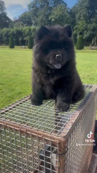 Chow Chow Puppies in Torbay