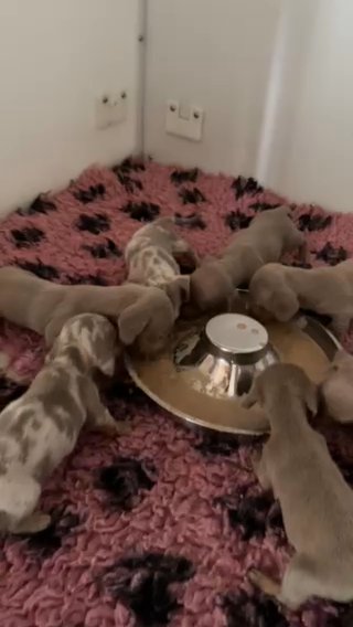 Miniature Dachshund Puppies in Birmingham