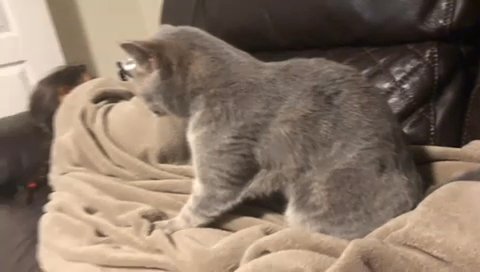 Champion Blood Line GCCF reg Lilac British Short Hair Cat / BSH Queen in London