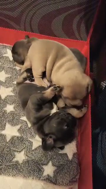 french bulldog puppies for sale in Birmingham