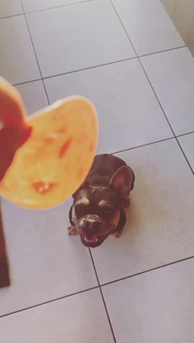 French Bulldog Kc Reg Stunning in London