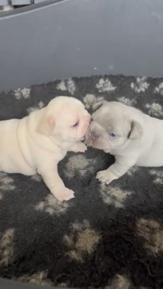 Exotic French Bulldog Puppies in Staffordshire