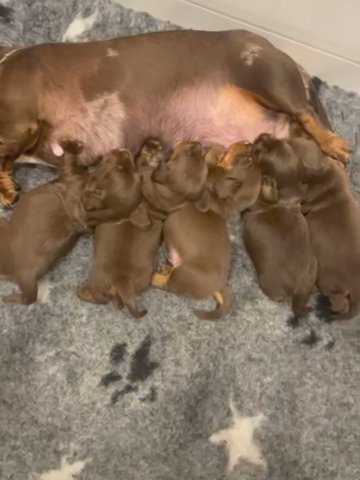 ?❤️ Stunning Miniature Dachshunds KC,PRA Clear ❤️? in Basildon