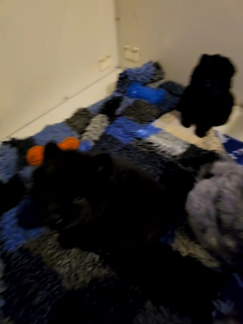 ?1x BLUE MERLE BOY CHOWCHOW? in Birmingham