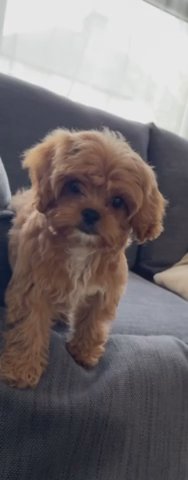 Gorgeous Cavapoo Puppy Boy in London