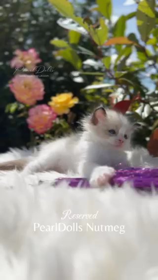 AL RESERVED • GCCF ⭐️ RAGDOLL KITTENS • PEARLDOLLS in Lincoln
