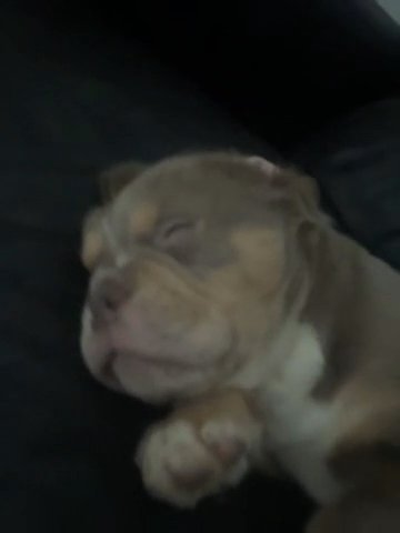 Old Tyme English Bulldogs 2 Male in Manchester