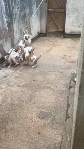 AMERICAN BULLDOGS in Liverpool