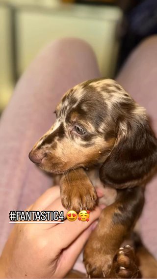 Miniature Dachshund’s All Colours & Tiny!!! Ready To go!!! in Birmingham