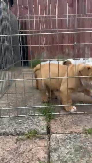 Outstanding Bulldog Pup Ready To Leave in County Durham