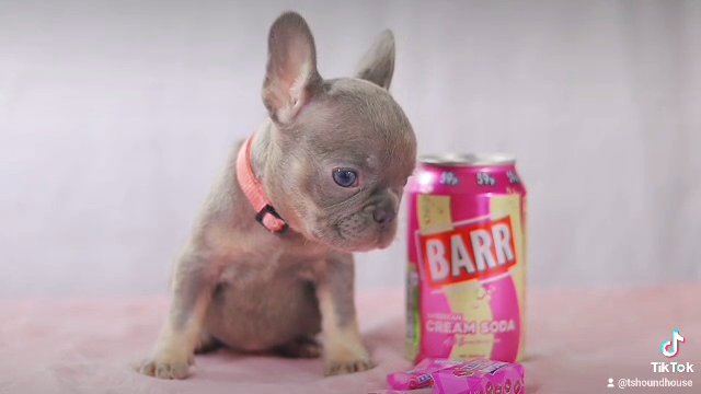 real micro frenchie in Birmingham