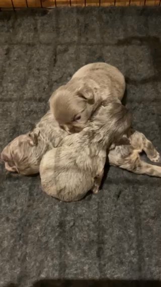 Stunning New Shade Isabella Fluffy French Bulldogs in Nottingham