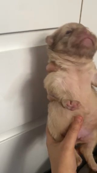 Fluffly French Bulldogs Fluffie New Shade Rojo Mefle in Doncaster
