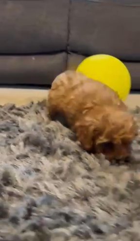 Gorgeous F1 Cavapoo in Cambridge