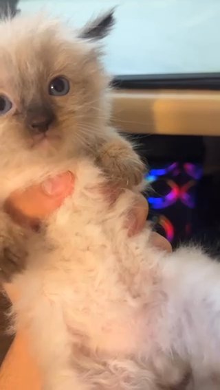 Ragdoll Kittens in Nottingham