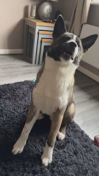 American Akita in Newark and Sherwood